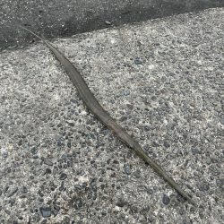 アジングで5目達成!!