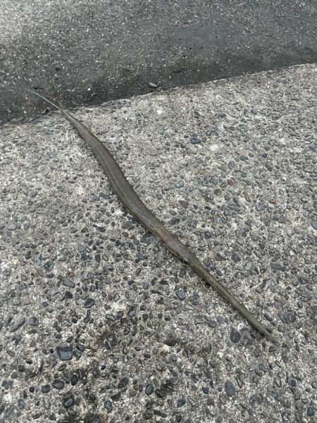 アジングで5目達成!!