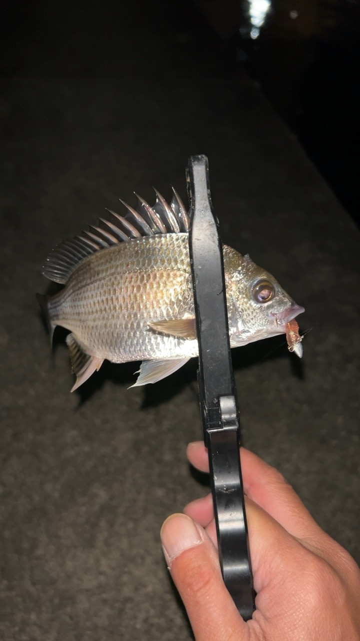 風強いのにアジングで六目達成!