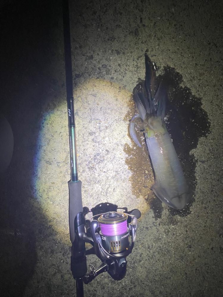 エギング　和歌山の手前