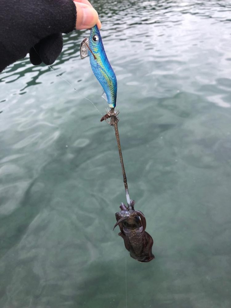 【舞鶴〜丹後エリア】デイエギング