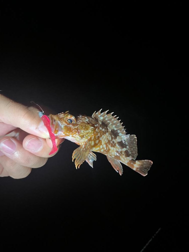 姫路ライトゲーム🎮🎮🎮🎮