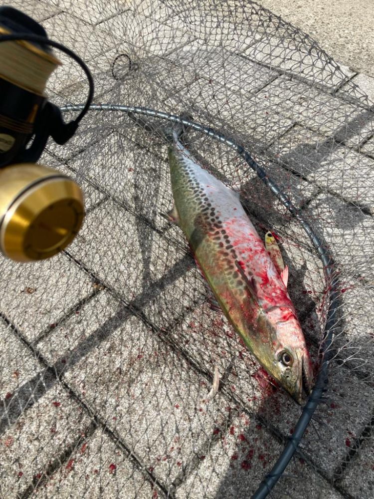 湾奥青牙マルチ。51cm&50cm。。