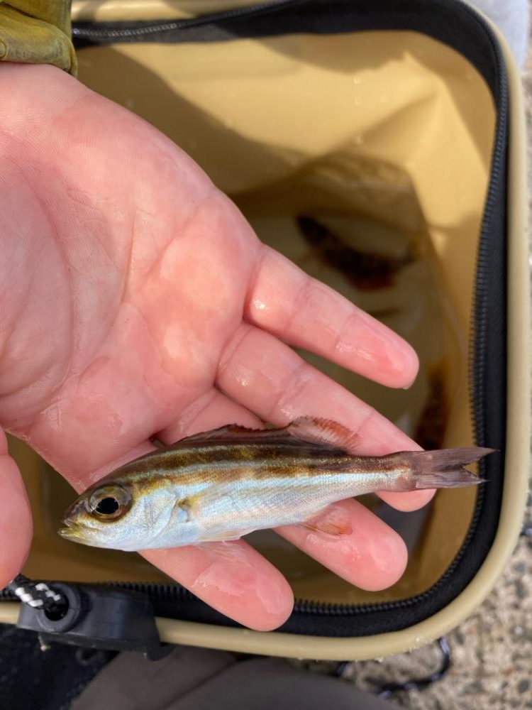 ひっさびさのイカ！