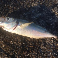 念願のアオリイカ