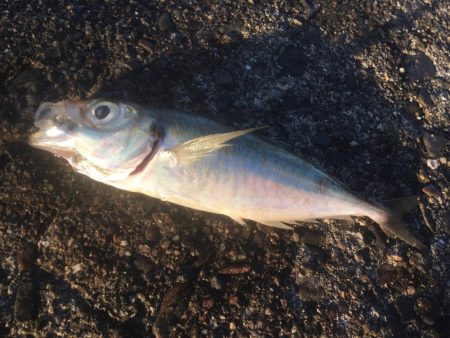 念願のアオリイカ