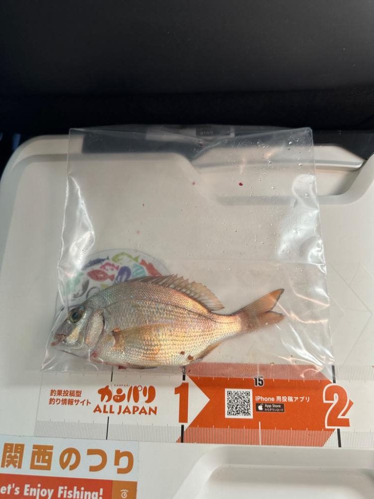 カレイ、五目釣り