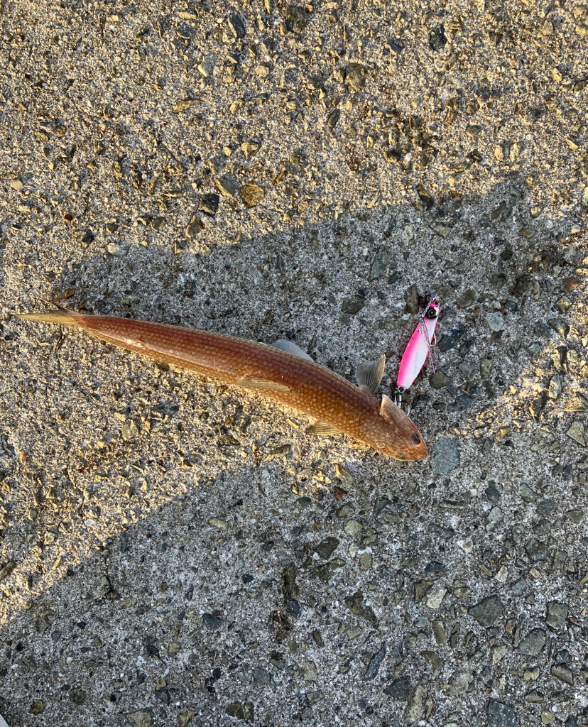 青物、その他も