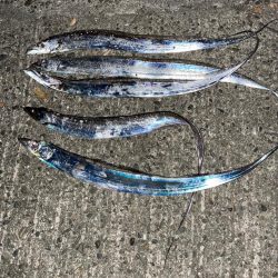 ライトゲームとタチウオ