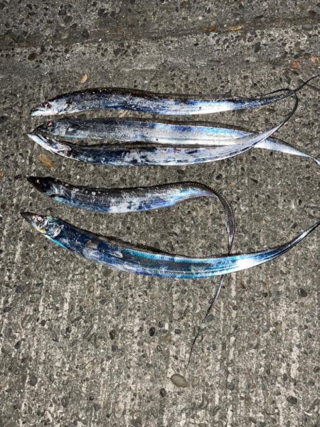 ライトゲームとタチウオ