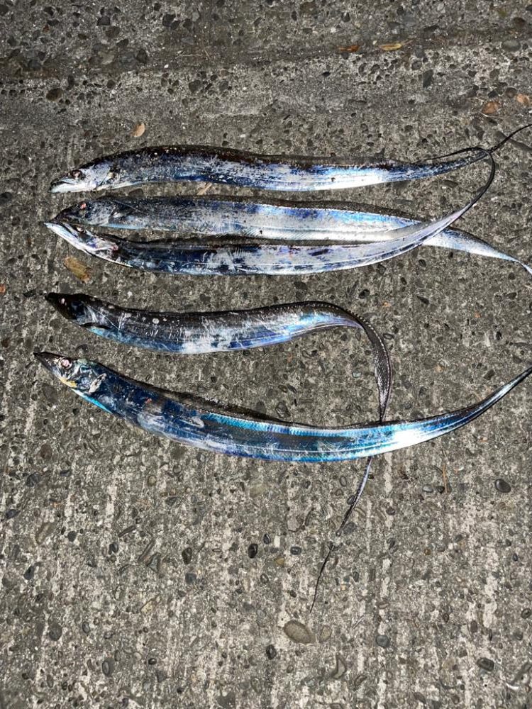 ライトゲームとタチウオ