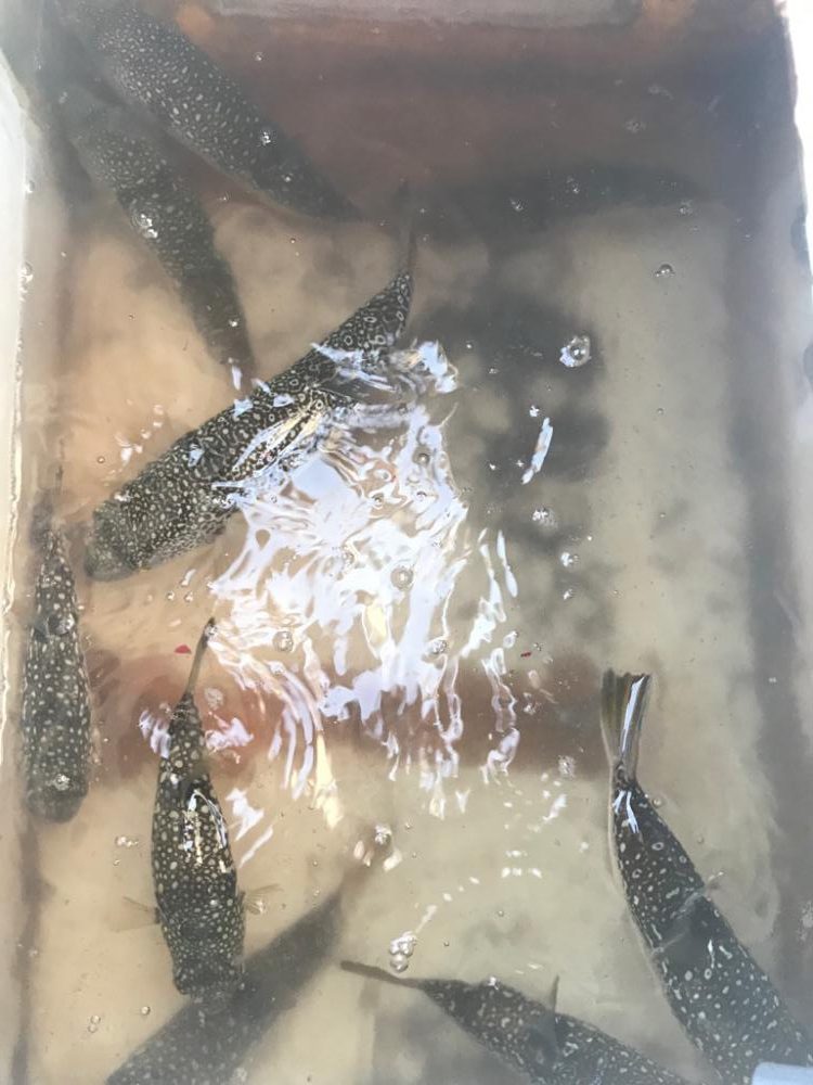 淡路のフグ、カワハギ、アオリイカ