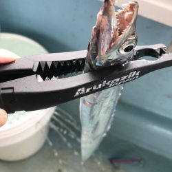 タチウオジギング