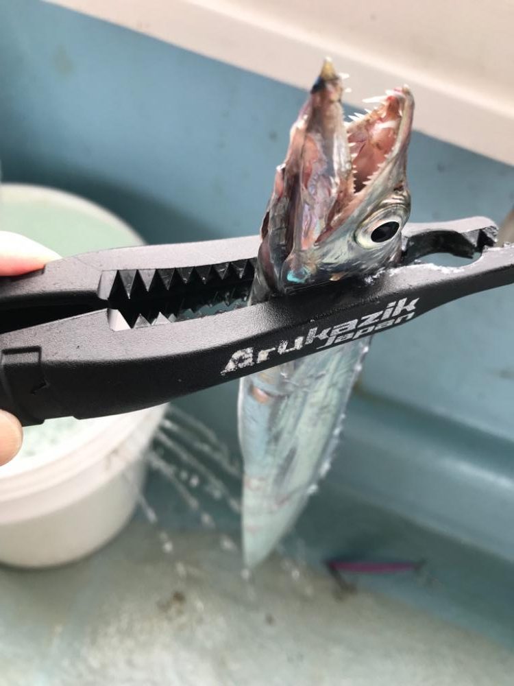 タチウオジギング