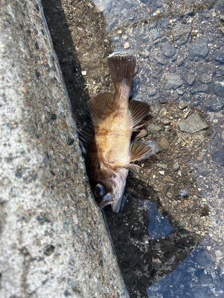 ショアジギングとライトゲーム