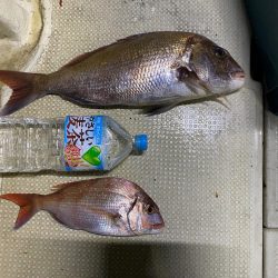 鯛andイカリレー