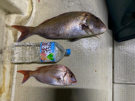 鯛andイカリレー