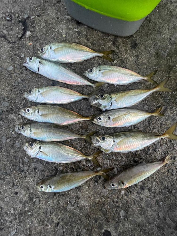 イカフック　成功🦑