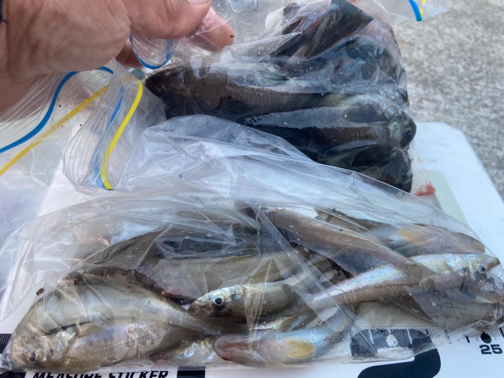 ちょい投げシロギスタの激シブキス