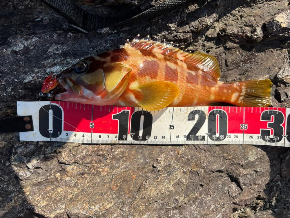 秋の尾鷲根魚釣り