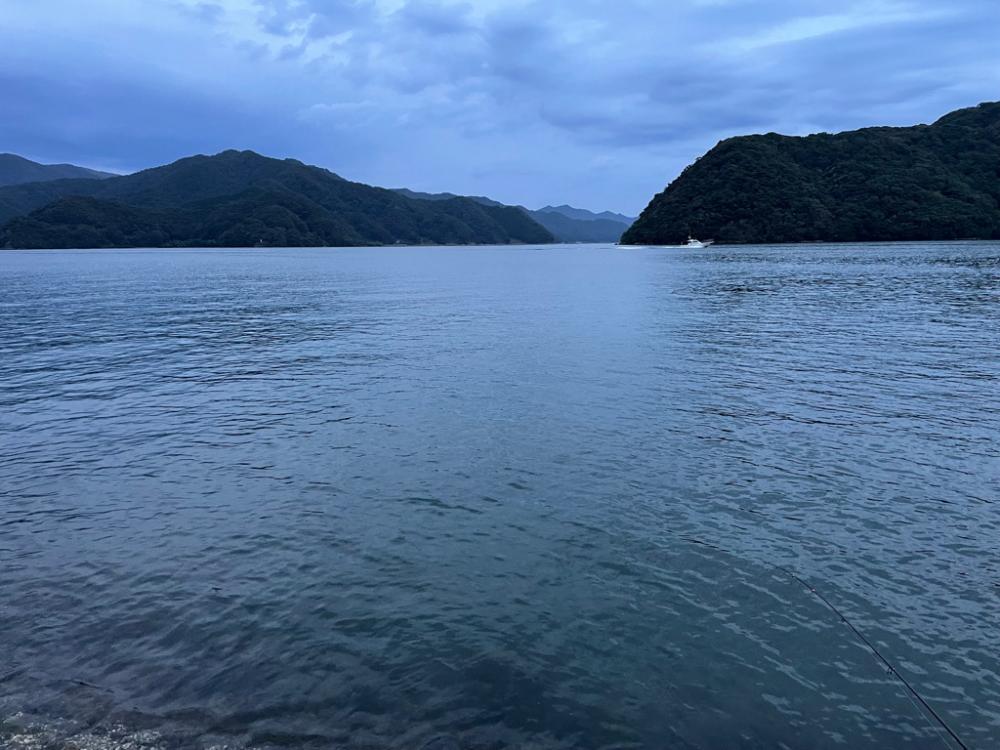 舞鶴アオリイカ！