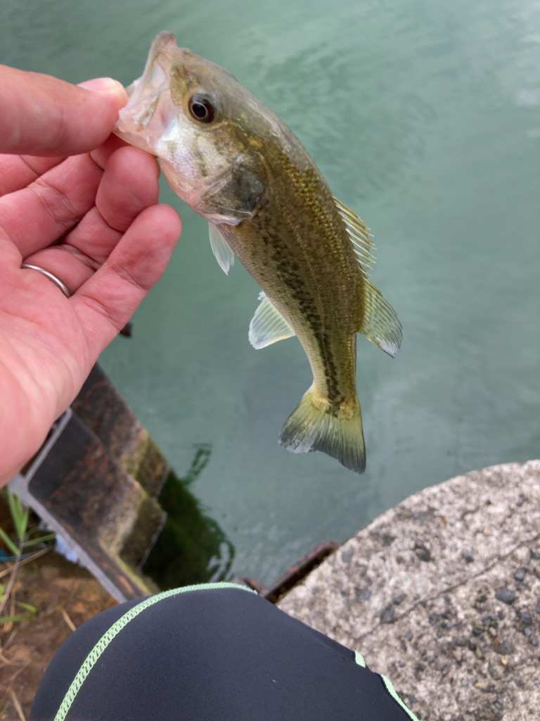 漁港は釣り堀状態