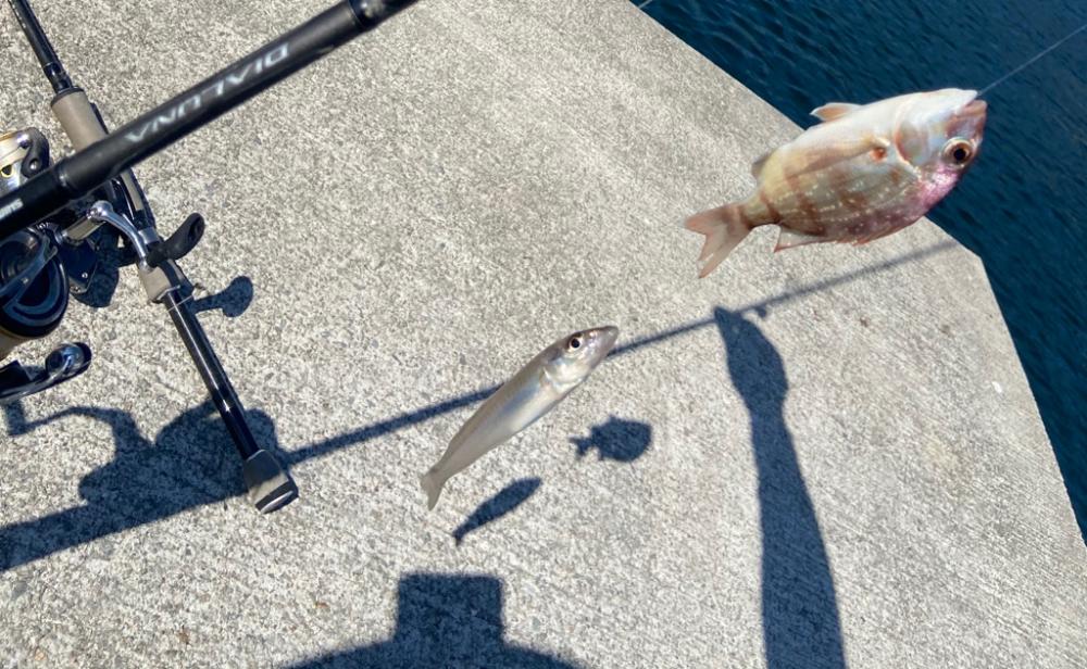 原点回帰のちょい投げシロギスtタ