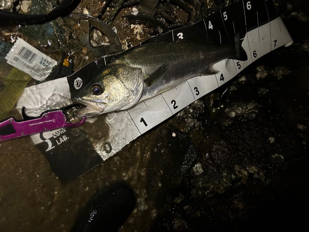 メモリアルフィッシュ