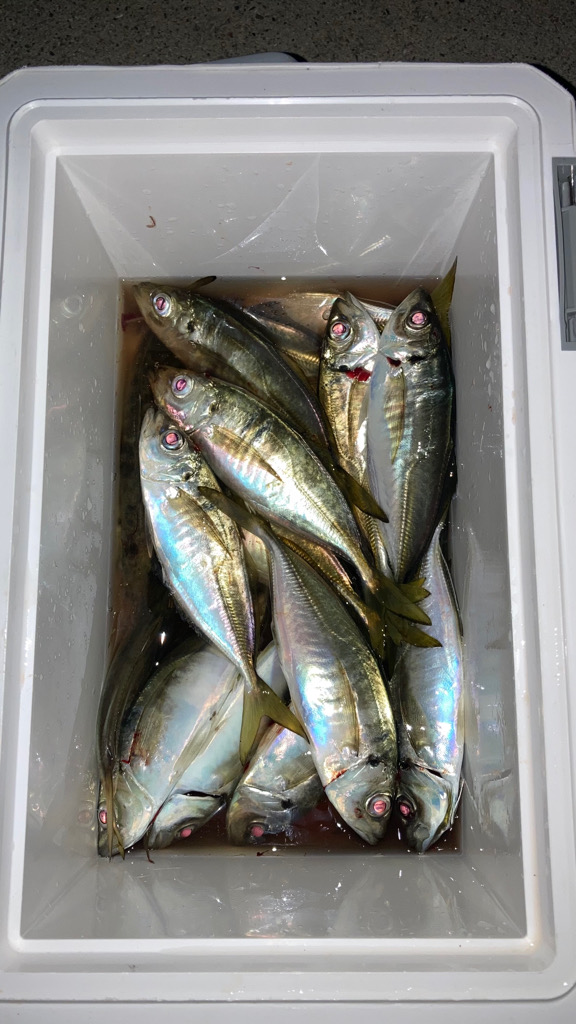 脂ノリ最高(๑˃̵ᴗ˂̵)