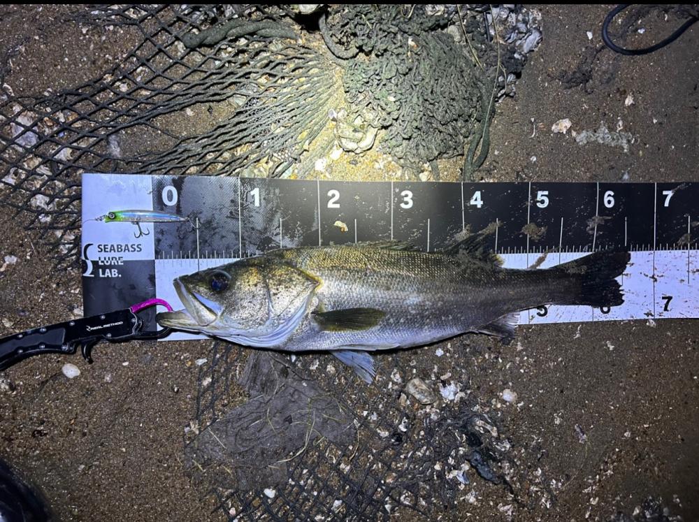 シーバスゲーム