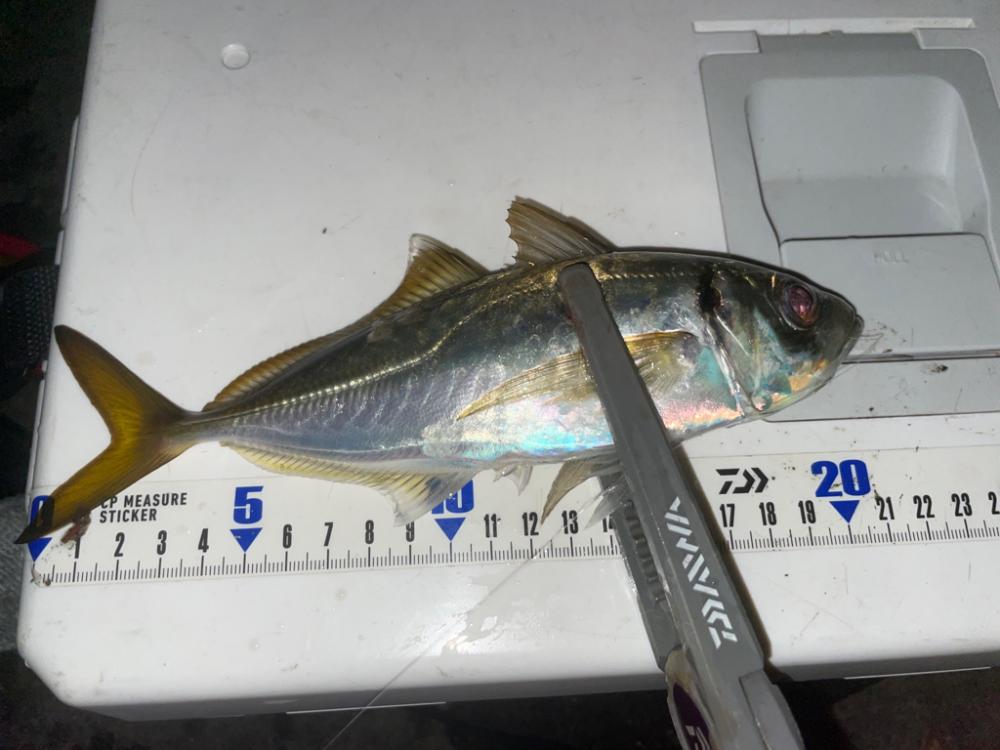 アジングエギング