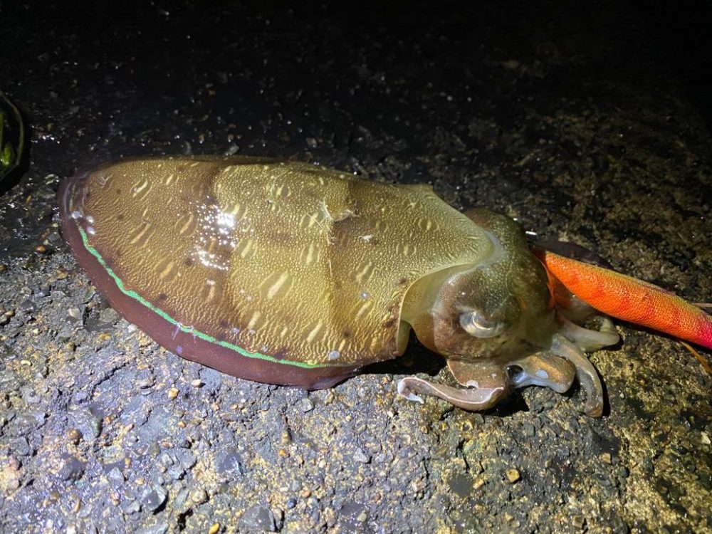 今シーズン初！