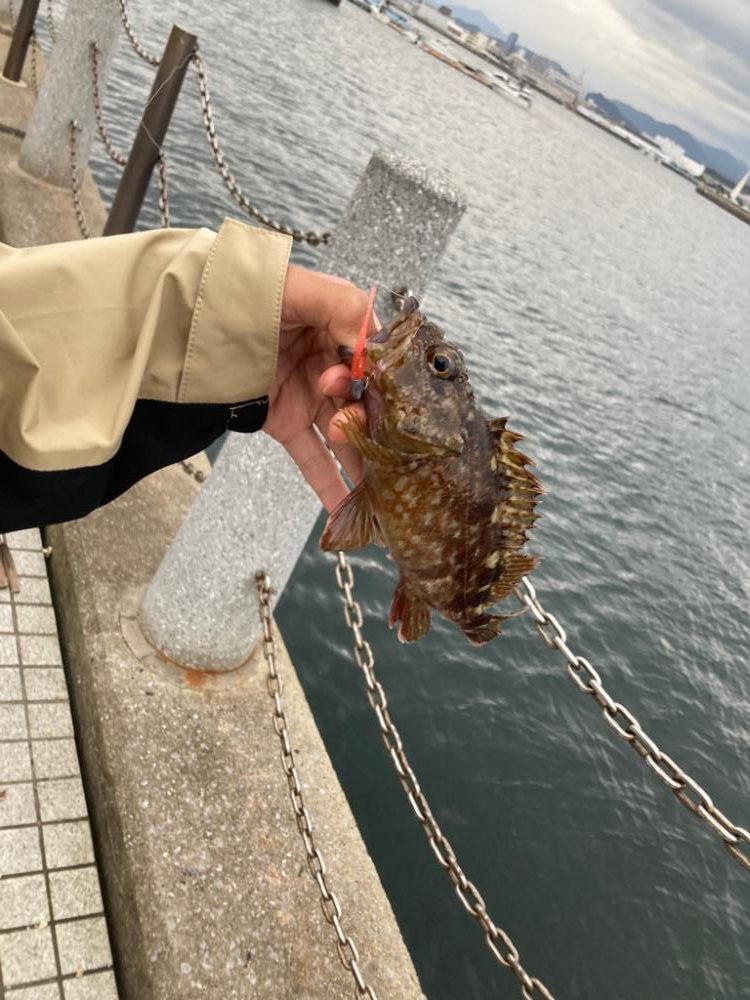 カサゴ絶好調！