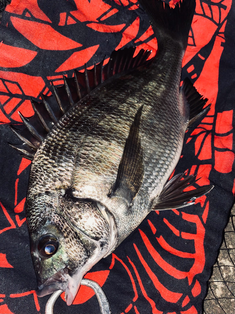 ヘチってきました