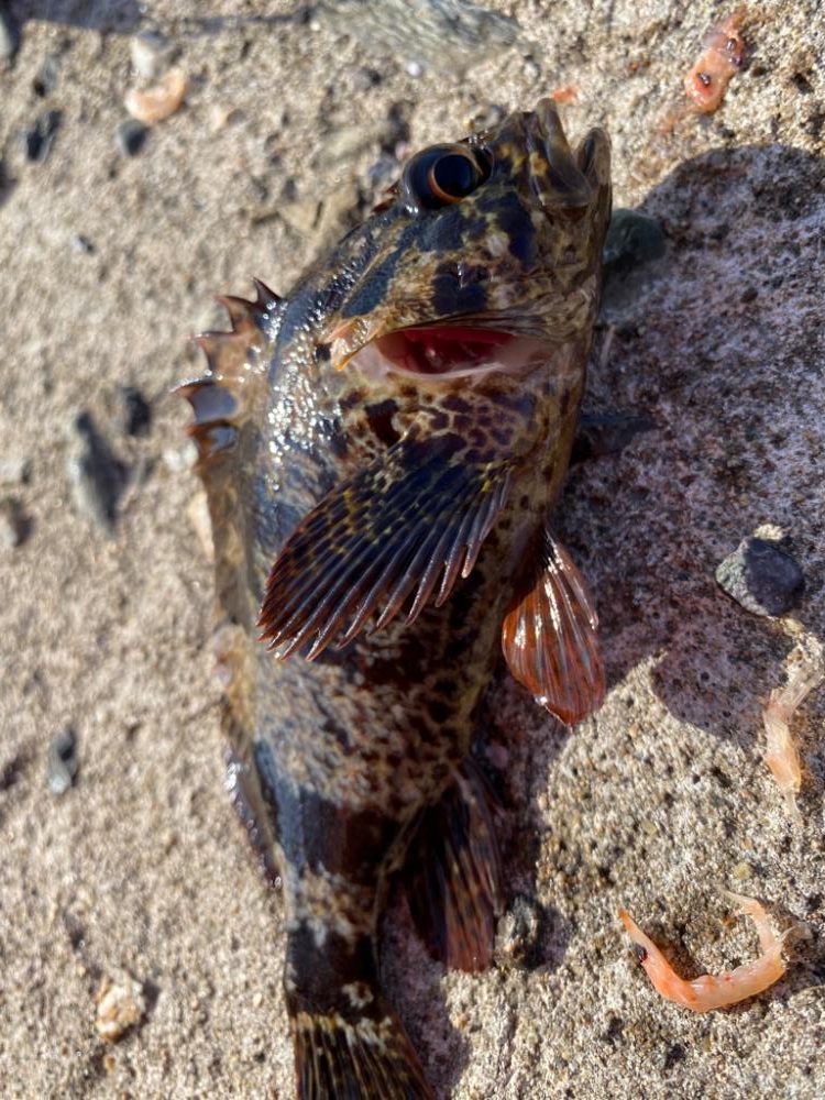 カワハギの肝和えが食べたくて