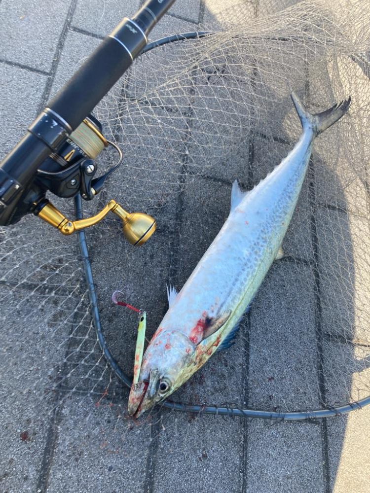 フォールパターン。青牙マルチ。。