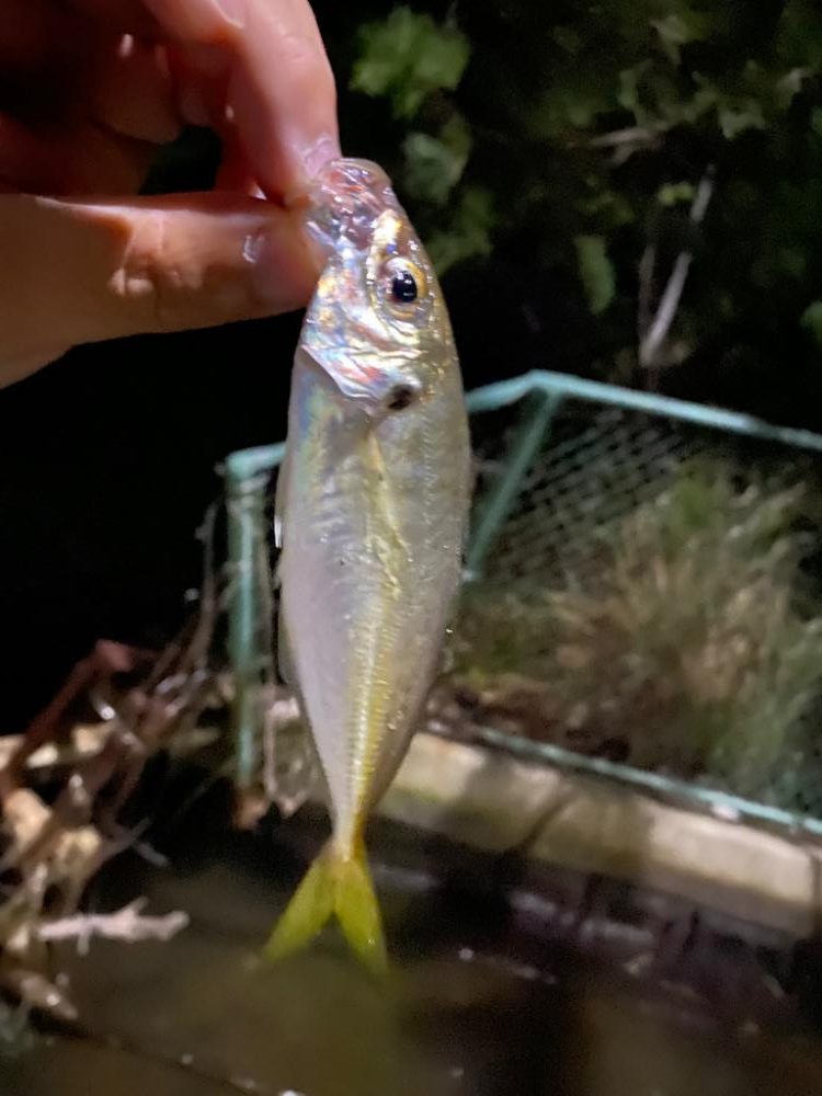爆風豆アジング