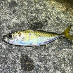 姫路離島で極豆アジング｜物足りない・・・