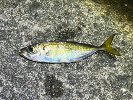 姫路離島で極豆アジング｜物足りない・・・