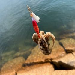 退屈しない程度に釣れて良い感じ♪