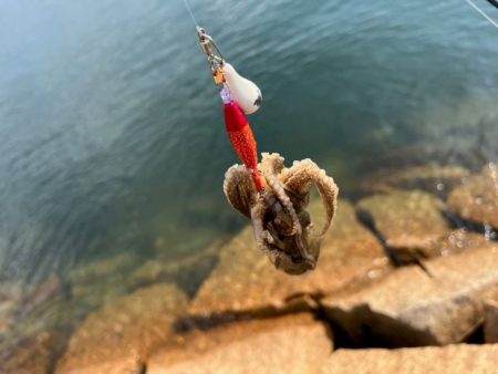 退屈しない程度に釣れて良い感じ♪