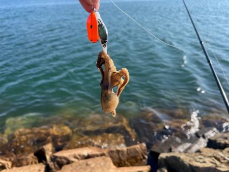 イイダコのサイズアップ！でも数は減少傾向！！