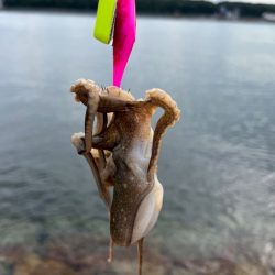 姫路イイダコ調査！今年こそアタリ年！？