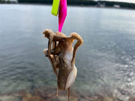 姫路イイダコ調査！今年こそアタリ年！？