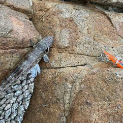 初めての沖磯｜イカの活性は低く青物の回遊も無し