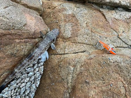 初めての沖磯｜イカの活性は低く青物の回遊も無し