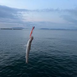 姫路青物調査！エソ祭り！！