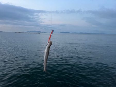 姫路青物調査！エソ祭り！！