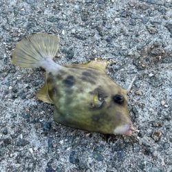 姫路離島でカワハギ釣り｜外道連発しながらボチボチ釣れました！