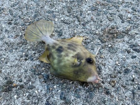 姫路離島でカワハギ釣り｜外道連発しながらボチボチ釣れました！